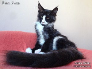 Котята мейн кун, цена, фото, кошки мейн-кун, порода мейн кун, питомник мейн-кунов