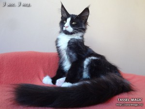 Котята мейн кун, цена, фото, кошки мейн-кун, порода мейн кун, питомник мейн-кунов