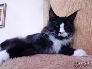 Продажа котят мейн кун, цена, фото, котята мейн кун, кошки мейн-кун, порода мейн кун, питомник мейн-кунов