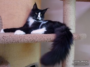 Продажа котят мейн кун, цена, фото, котята мейн кун, кошки мейн-кун, порода мейн кун, питомник мейн-кунов