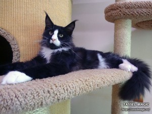 Продажа котят мейн кун, цена, фото, котята мейн кун, кошки мейн-кун, порода мейн кун, питомник мейн-кунов