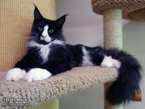 Продажа котят мейн кун, цена, фото, котята мейн кун, кошки мейн-кун, порода мейн кун, питомник мейн-кунов