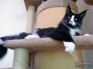 Продажа котят мейн кун, цена, фото, котята мейн кун, кошки мейн-кун, порода мейн кун, питомник мейн-кунов