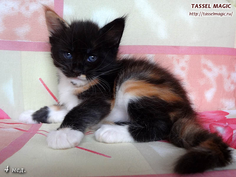 Бывают ли трехцветные коты или только кошки? И о чем говорит трехцветный  окрас кошек? | tassel magic